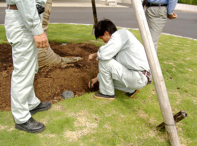 樹木医診断とは