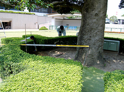 樹木医診断とは