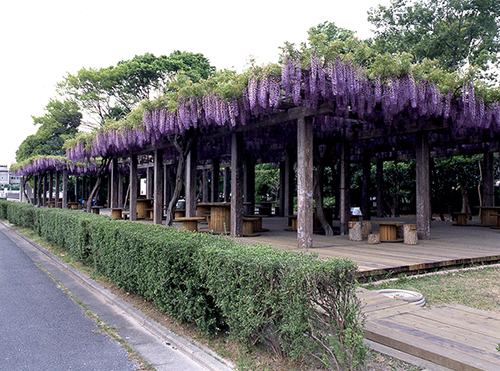 鳥羽処理場 藤棚管理